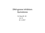 DNA gyrase inhibitors Quinolones