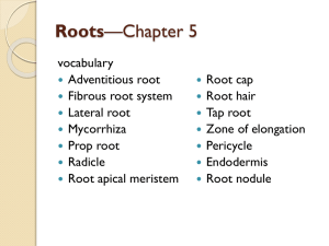 Roots