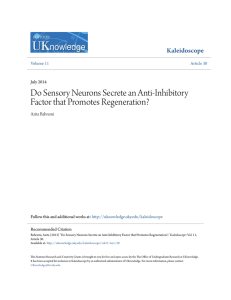 Do Sensory Neurons Secrete an Anti-Inhibitory