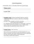 Cortical Organization Functionally, cortex is classically divided into 3