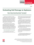 Evaluating Hail Damage to Soybeans