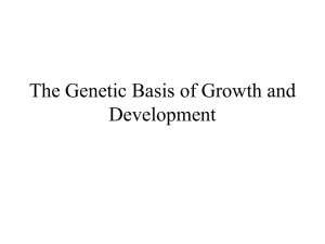 PowerPoint Presentation - The Genetic Basis of Growth and