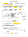 1. By which process do stars convert mass into great amounts of