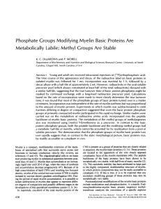 Phosphate Groups Modifying Myelin Basic Proteins Are