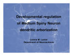 Developmental regulation of Medium Spiny Neuron dendritic