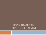 Terms Related to Livestock Harvest