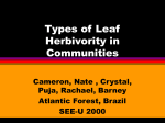 Types of Leaf Herbivority in Communities