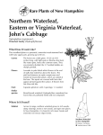Rare Plants of New Hampshire Northern Waterleaf, Eastern or