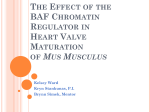 The Effect of the BAF Chromatin Regulator in Heart Valve Maturation