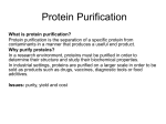 Protein Purification