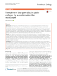 Formation of the germ-disc in spider embryos by a condensation