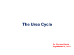 The Urea Cycle - LSU School of Medicine
