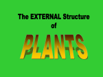 Plant part roots - World of Teaching