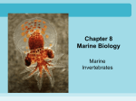 Chapter 8 - animals, lower invertebrates
