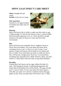 SPINEY LEAF INSECT CARE SHEET