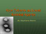 antiviral alga