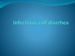 Infectious calf diarrhea