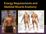 Skeletal Muscle Anatomy