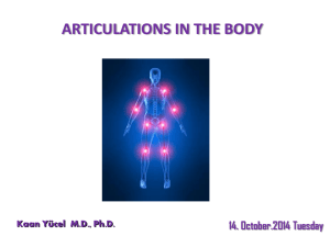 PowerPoint Sunusu - Yeditepe University Pharma Anatomy