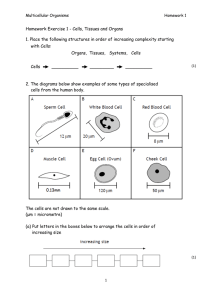 Homework Exercise 1 - Cells, Tissues and Organs 1. Place the