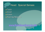 Head: Special Senses