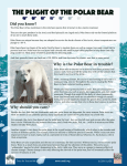 The Plight of the Polar Bear