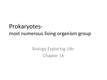 Prokaryotes- Ch. 16