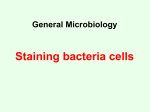 Staining bacteria cells - E-Learning per i corsi di Studi in Biologia
