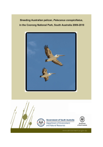 Breeding Australian pelican, Pelecanus conspicillatus, in the