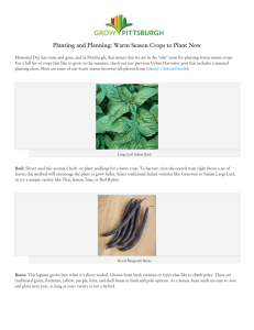 Planting and Planning: Warm Season Crops to
