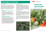 African Boxthorn Tech Sheet