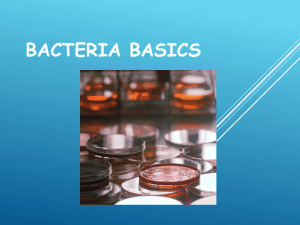 Bacteria Basics