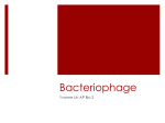 Bacteriophage - Mrs. Yu`s Science Classes