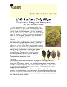 Holly Leaf and Twig Blight