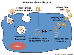Overview of virus life cycle