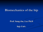 Biomechanics of hip - thaai physio clinic.