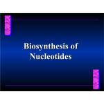 Biosynthesis of Nucleotides Biosynthesis of Nucleotides