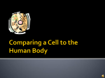 Comparing a Cell to the Human Body