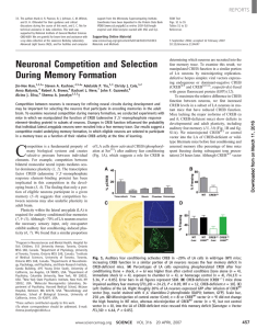 Neuronal Competition and Selection During Memory Formation