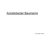 Acinetobacter Baumannii - sohs