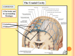 The Cranial Cavity