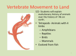 Vertebrate Movement to Land