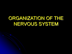 kumc 05 nervous system review student
