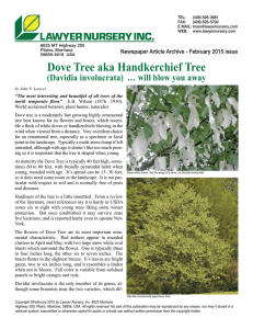 Dove Tree aka Handkerchief Tree