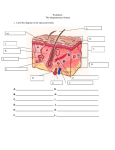 Worksheet The Integumentary System Answer Key