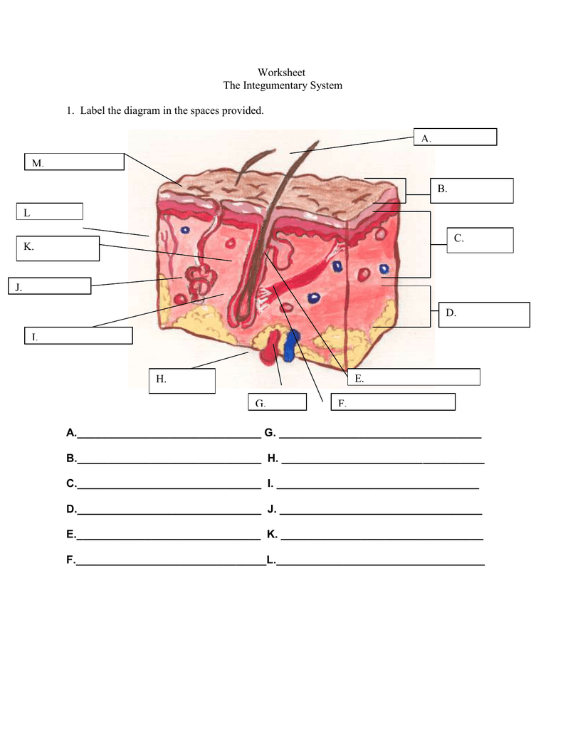 30 Label Skin Diagram Worksheet - Labels For You