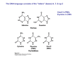 (DNA) and ribose (RNA)