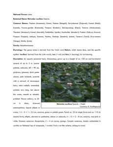 National Flower: Lotus Botanical Name: Nelumbo nucifera Gaertn