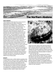 The Northern Abalone