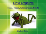 Class Amphibia Power Point Example